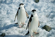Picture 'Ant1_1_3673 Chinstrap penguin, South Shetland Islands, Half Moon Island, Antarctica and sub-Antarctic islands'